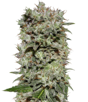 1732727958624.png 1732727958624.png