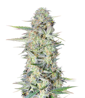 1732775802327.png 1732775802327.png