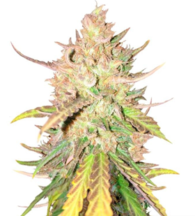 1732951493921.png 1732951493921.png