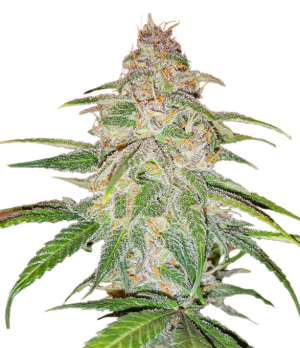 1732992402742.png 1732992402742.png