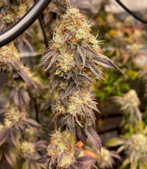 1732992559561.png 1732992559561.png