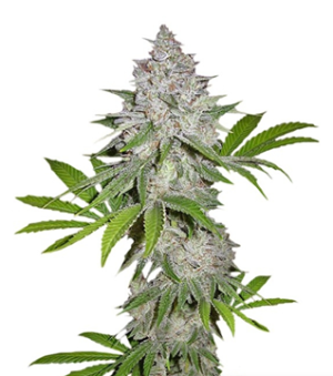 1733128879885.png 1733128879885.png