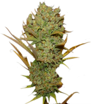 1733128884966.png 1733128884966.png