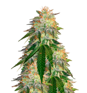 1733158209228.png 1733158209228.png