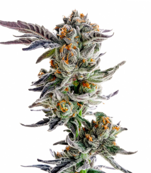 1733264522992.png 1733264522992.png