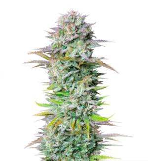 1733299215816.png 1733299215816.png