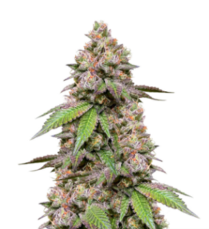 1733299220205.png 1733299220205.png