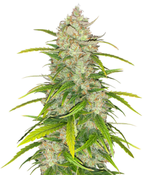 1733418238569.png 1733418238569.png