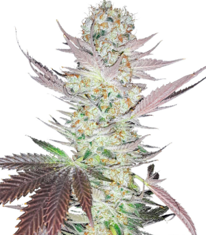 1733418263542.png 1733418263542.png