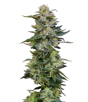 1733418305872.png 1733418305872.png