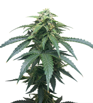 1733733395961.png 1733733395961.png