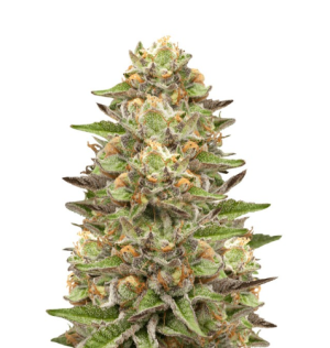 1733862954407.png 1733862954407.png