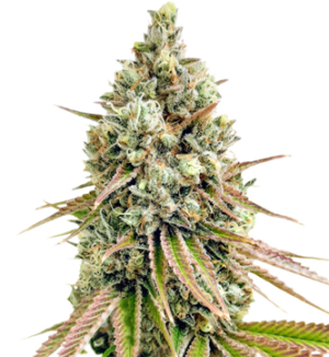 1733999404656.png 1733999404656.png