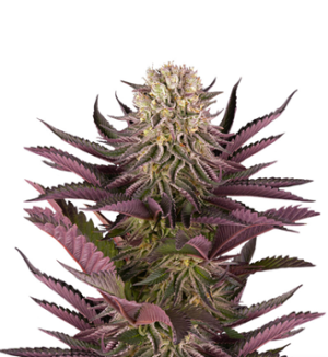 1733999409371.png 1733999409371.png