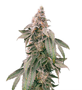 1733999413294.png 1733999413294.png