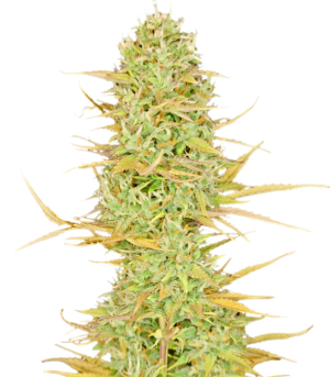 1734009543056.png 1734009543056.png