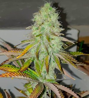 1734017270135.png 1734017270135.png