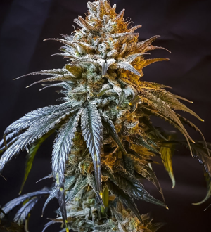 1734019470711.png 1734019470711.png