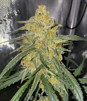 1734020321553.png 1734020321553.png