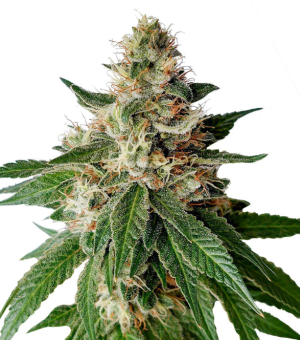 1734031102907.png 1734031102907.png