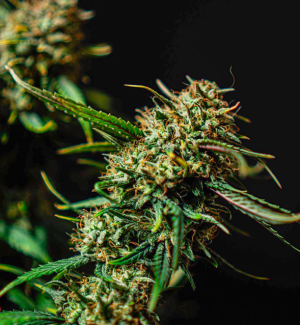 BANANAdaddyauto.png BANANAdaddyauto.png