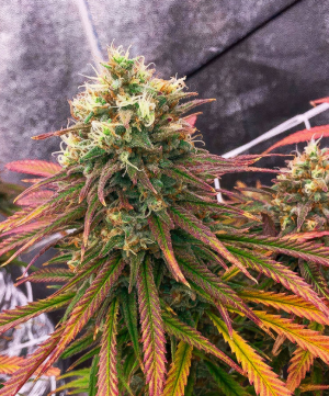 orange kush cake.png orange kush cake.png