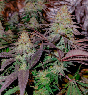 planet of the grapes.png planet of the grapes.png