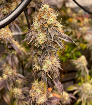 strawberry og cookies.png strawberry og cookies.png