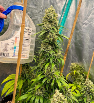 zweetogr2.png zweetogr2.png