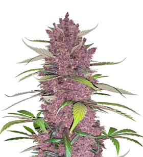 1734197200510.png 1734197200510.png