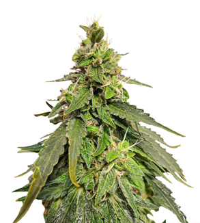 1734197207831.png 1734197207831.png