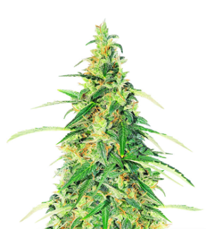 1734197214805.png 1734197214805.png