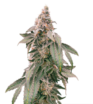 1734374396665.png 1734374396665.png