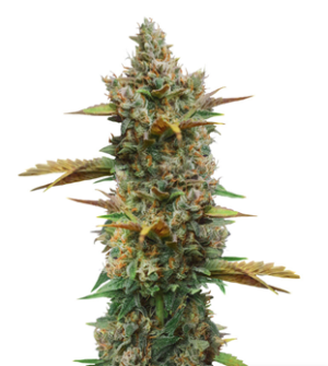 1734436472725.png 1734436472725.png