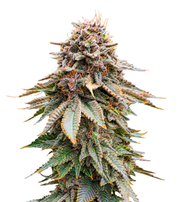 1734436482538.png 1734436482538.png