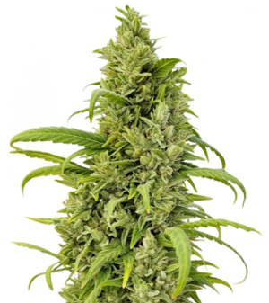 1734627038406.png 1734627038406.png