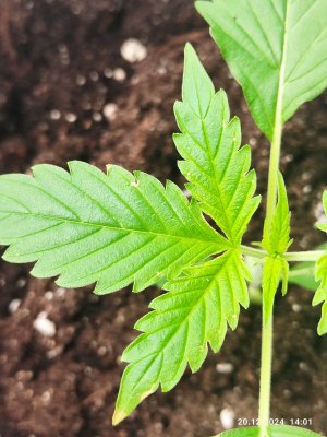 IMG_20241220_140108.jpg IMG_20241220_140108.jpg