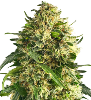 1734714449924.png 1734714449924.png