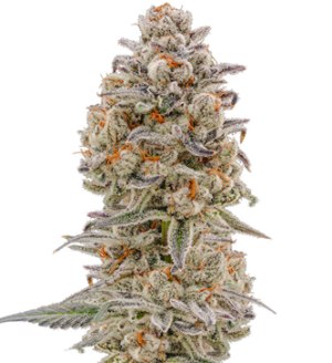 1734714474603.png 1734714474603.png