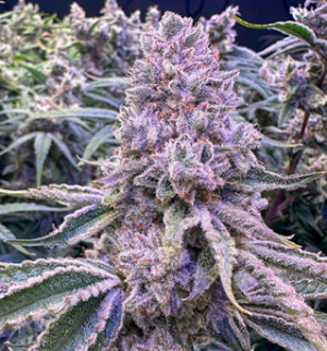 1734869290749.png 1734869290749.png