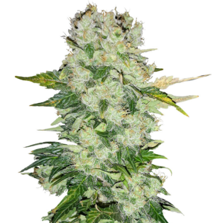 1734887368695.png 1734887368695.png