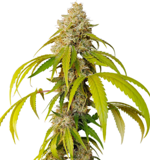 1734888415787.png 1734888415787.png