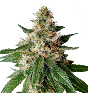 1734888809906.png 1734888809906.png