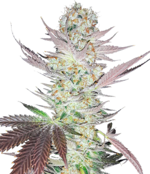 1734960594164.png 1734960594164.png