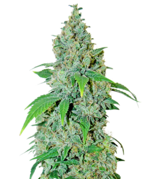 1734969312841.png 1734969312841.png