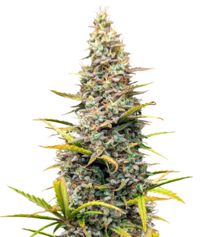 crime caramel 2 auto.png crime caramel 2 auto.png