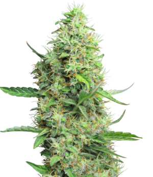 1734973139811.png 1734973139811.png