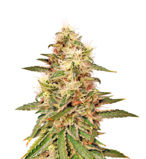 1734976088217.png 1734976088217.png