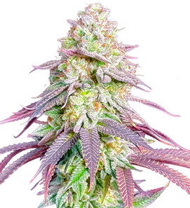 1734976094186.png 1734976094186.png