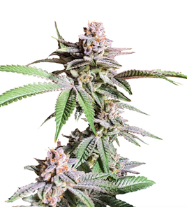 1735030076046.png 1735030076046.png